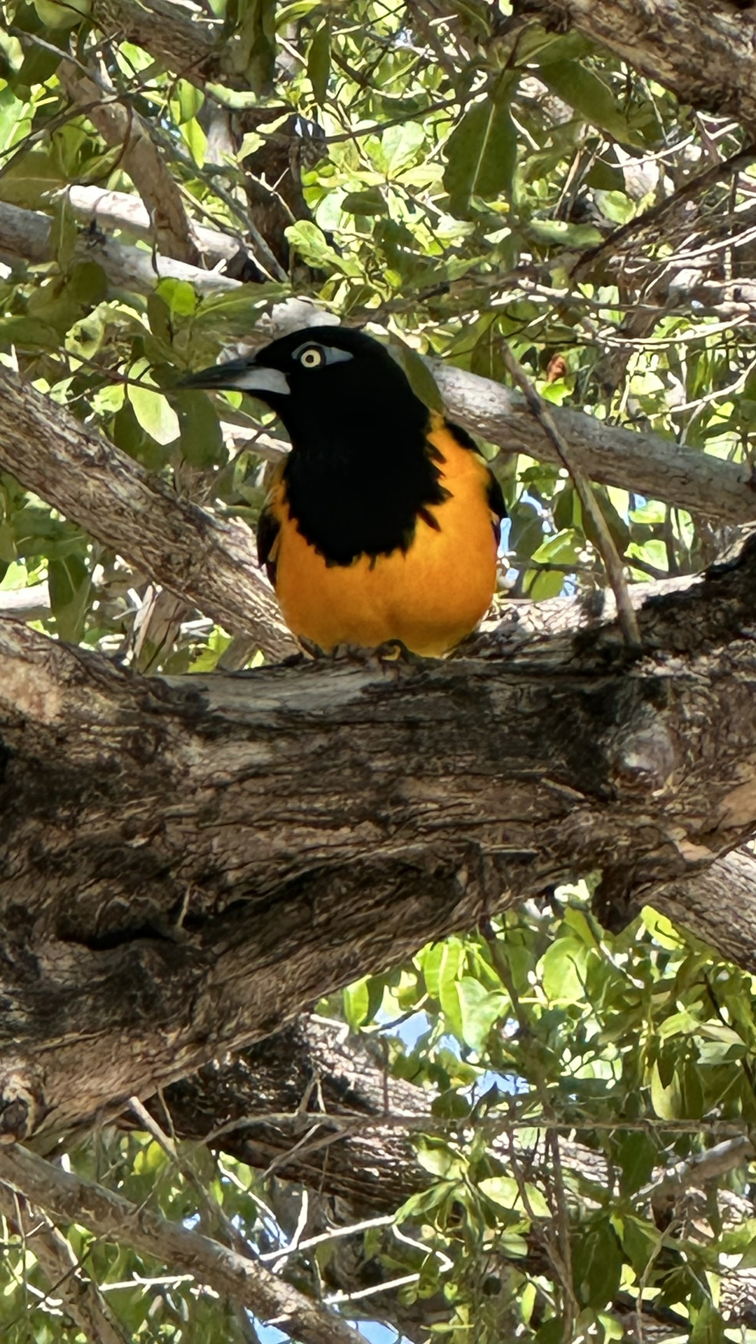 Animais — fotografia 08