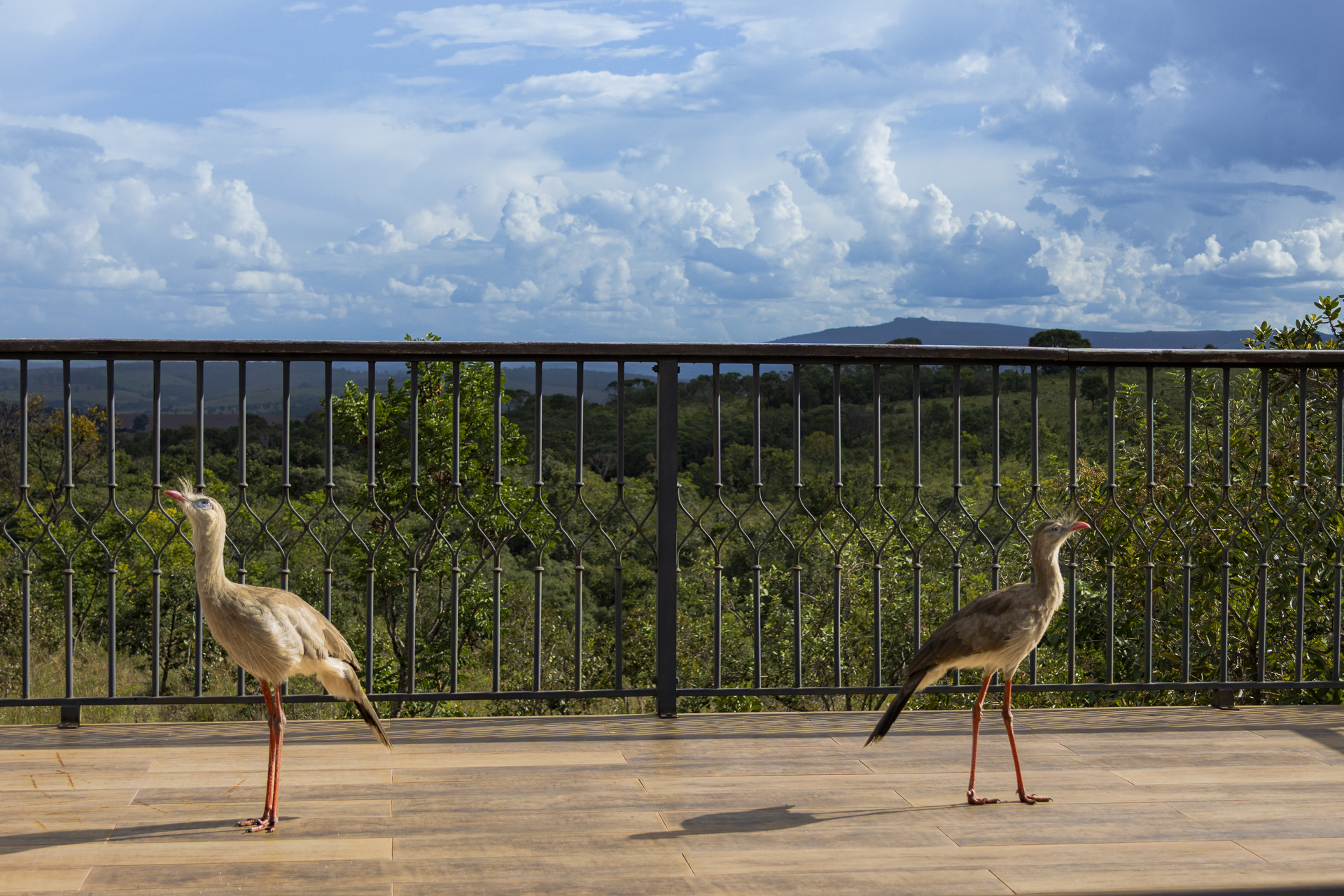 Animais — fotografia 10