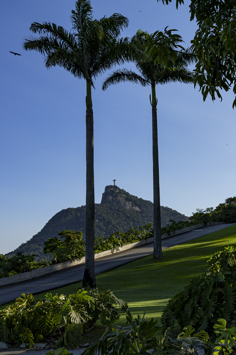 Rio de Janeiro — Entre Palmeiras